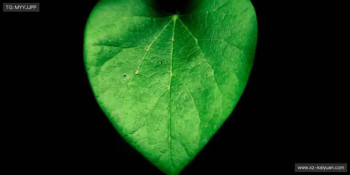 ⚽ 热血赛事，燃爆你的肾上腺素！